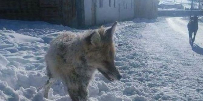 Bayburt’ta Tilkinin Ayakta Donduğu Haberi Mizansen Çıktı