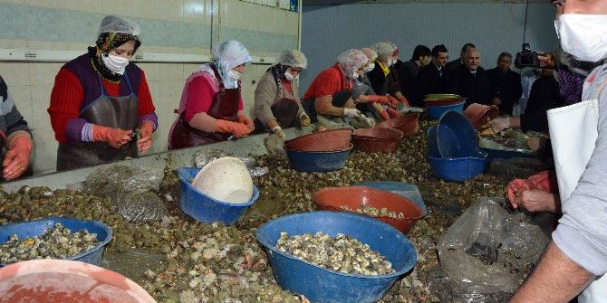 Sinop’tan Uzak Doğu’ya Deniz Salyangozu İhracatı
