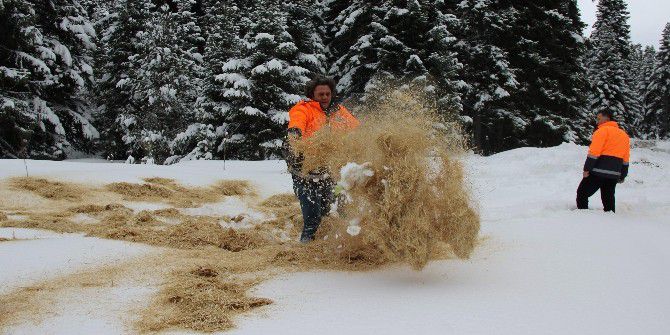Karabük’te Yaban Hayvanları İçin Doğaya Yem Bırakıldı