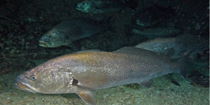 Avcı Balık "Granyöz" Aqua Vega Akvaryum’da