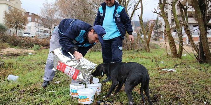 Nilüfer Belediyesi Can Dostları İçin Seferber Oldu