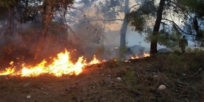 Milas’ta Orman Yangını