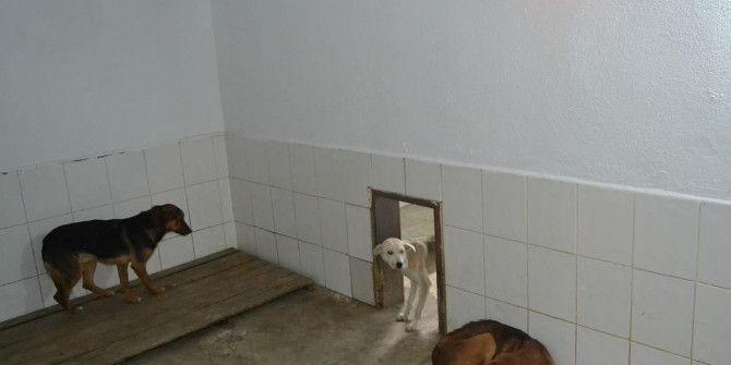 Sokak Hayvanları Barınakta Elektrikli Isıtıcılarla Korunuyor