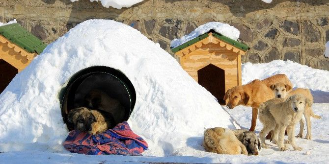 Barınaktaki Hayvanlar ‘Eskimo’ Usulü Soğuktan Korunuyor