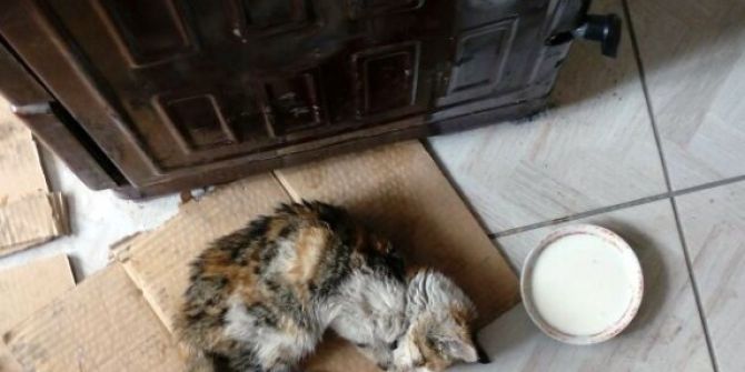 Donmak Üzere Olan Yavru Kediye Vatandaş Şefkati