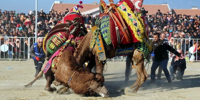 Efeler Diyarı Aydın Deve Güreşleri 25 Aralık’ta Yapılacak