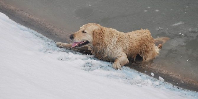 Buz Tutan Gölete Düşen Köpeği Kurtarma Seferberliği