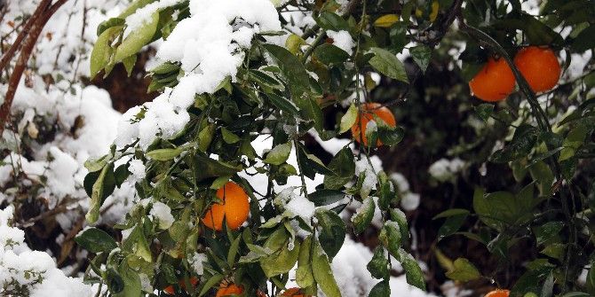 Antalya’da Portakal Ve Limon Ağaçları Beyaza Büründü
