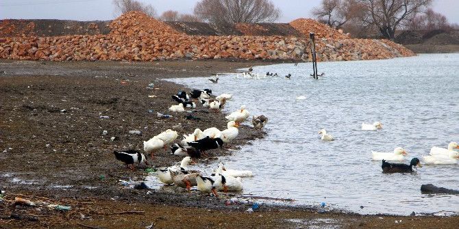 Bursa’da Kuş Gribi Alarmı