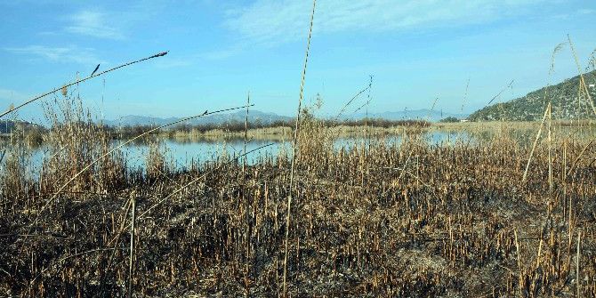 Kuş Cenneti Kül Oldu