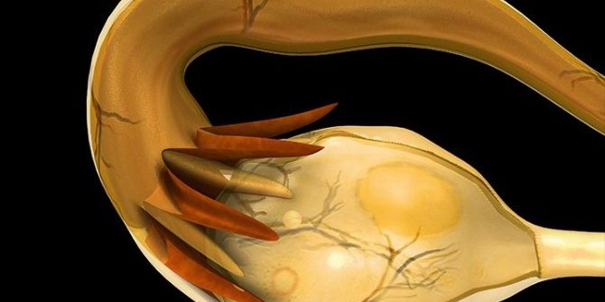 Genç Kadınlar Dikkat