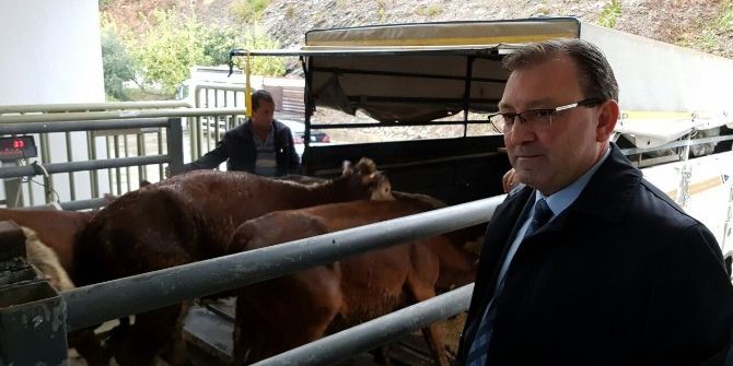 Genç Çiftçilere Büyükbaş Hayvanları Dağıtıldı