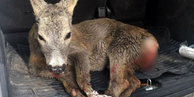 Yavru Ceylan Kuduz Kurbanı