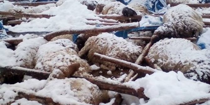 Çöken Çatı Altında Kalan 125 Küçükbaş Hayvan Telef Oldu