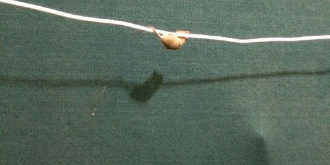 Cambaz Fareden Görsel Şov