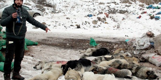 Hakkari’de Şehir Çöplüğündeki Köpek Leşleri Görenleri Hayrete Düşürüyor