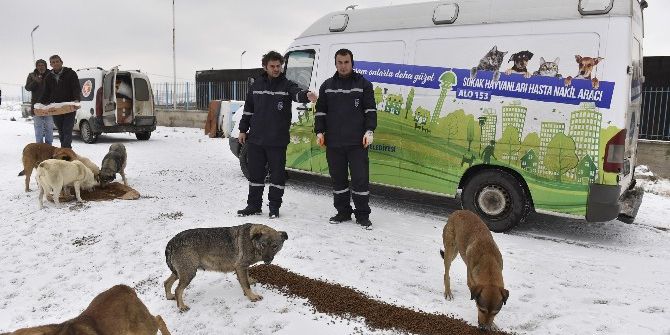 Büyükşehir’den, Sokak Hayvanlarına Yem Desteği