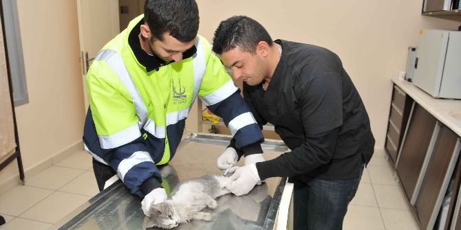 Kış Mevsiminde Can Dostları Unutmayın
