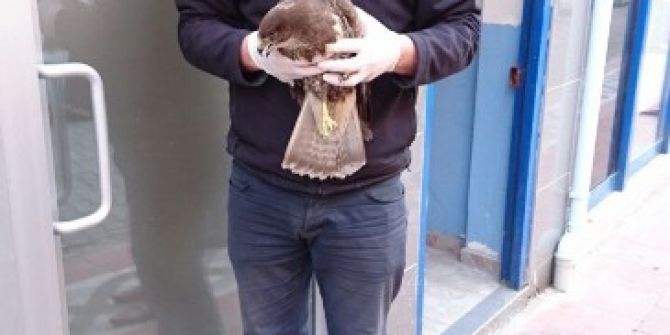 Hasta Şahini Tedavisini Yaptırmak İçin Sağlık Ocağına Götürdü