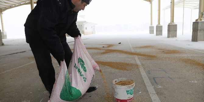Karaman Belediyesi Aç Kalan Kuşlara Yem Bıraktı