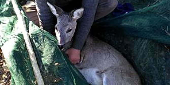 Köpeklerden Kaçan Ceylan Köye İndi