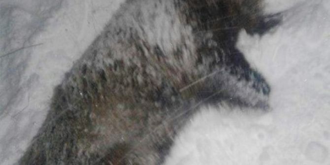 Aç Kalan Domuzlar Mahalleye İndi