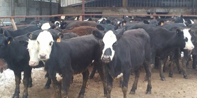 Genç Çiftçilere 228 Adet Büyükbaş Hayvan Dağıtıldı