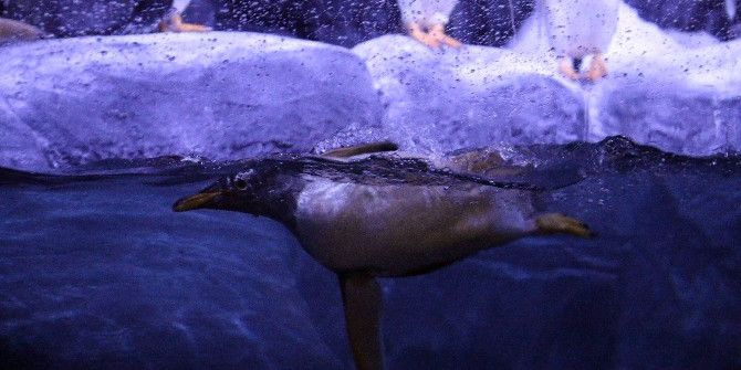 Türkiye’nin İlk Kutup Penguenleri İstanbul’da