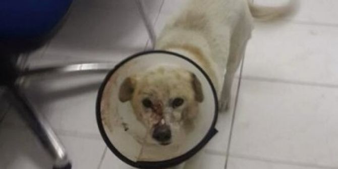 Kafasından Vurulan Köpek Hayata Tutundu