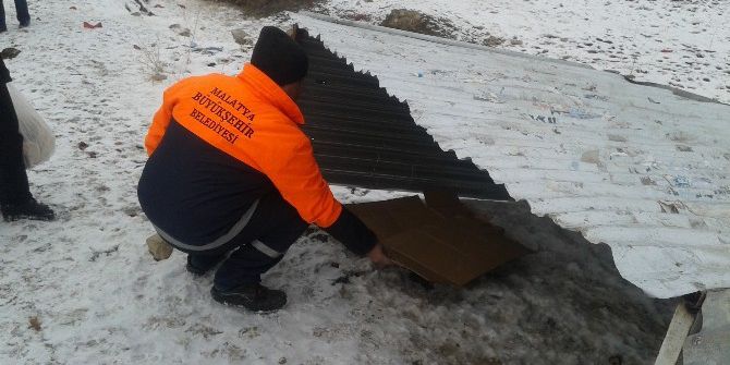 Büyükşehirden Sokak Hayvanları İçin Barınak