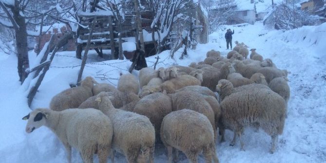 Alanya’da Mahsur Kalan Küçükbaş Hayvanlar Kurtarıldı