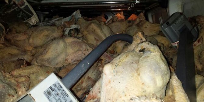 Hijyen Şartlarına Uymayan Hindiler İmha Edildi