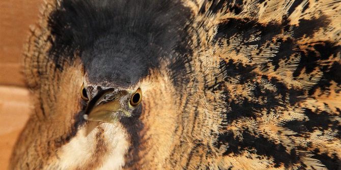 Nesli Tükenmekte Olan Balaban Kuşu Yaralı Halde Bulundu
