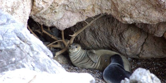 Orman Ve Su İşleri Bakanlığı Türleri Koruma Ve İzleme Çalışmalarını Sürdürüyor