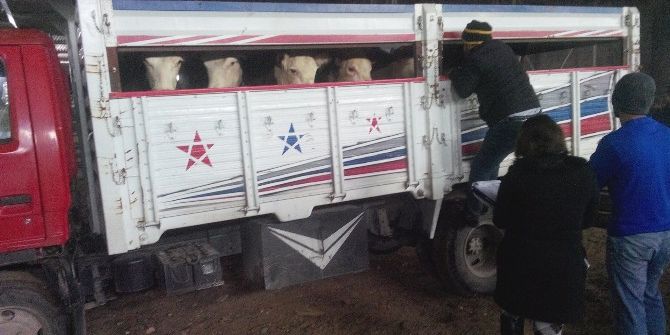 Besni’de 6 Çiftçiye 78 Adet Büyükbaş Hayvan