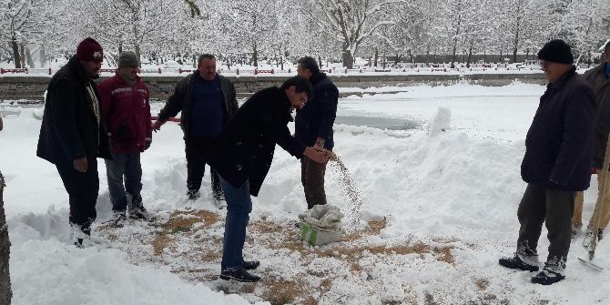Seydişehir Belediyesi Kuşlar İçin Doğaya Yem Bıraktı