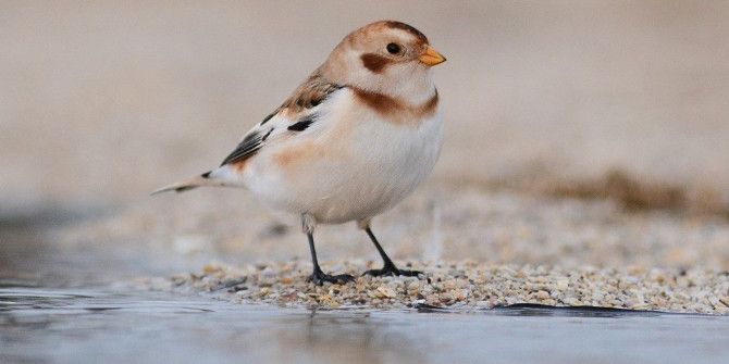 Alaca Çinte Kuşu 8 Yıl Aranın Ardından Yeniden Türkiye Sahillerinde
