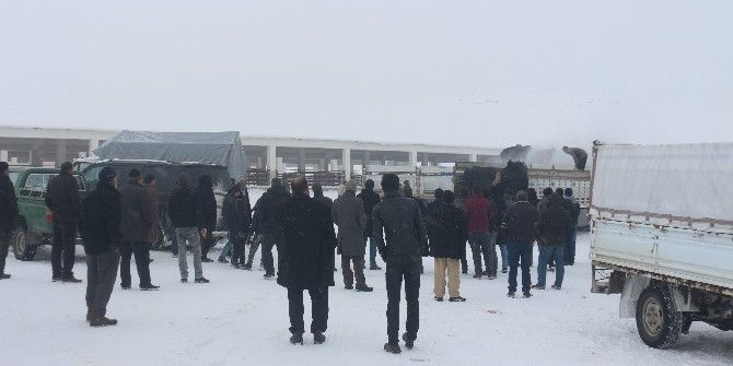 Bulanık’ta Genç Çiftçilere Hayvanları Dağıtıldı