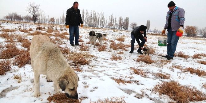 Aksaray Belediyesi Sokak Hayvanlarını Unutmadı