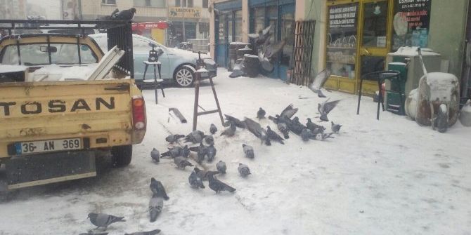 Soğuk Hava Ve Kar Nedeniyle Kuşlar Yiyecek Bulamıyor