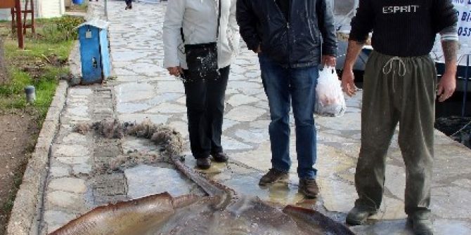 Ağlara 200 Kiloluk Vatoz Takıldı