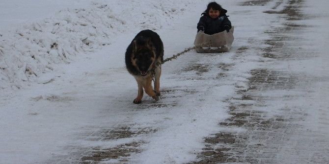 Köpekli Kızak Keyfi