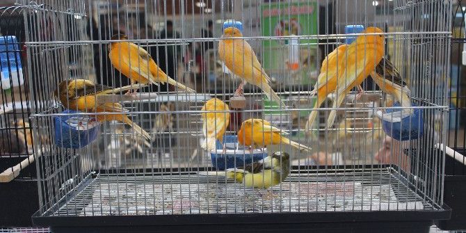 Kanaryalar Yarıştı