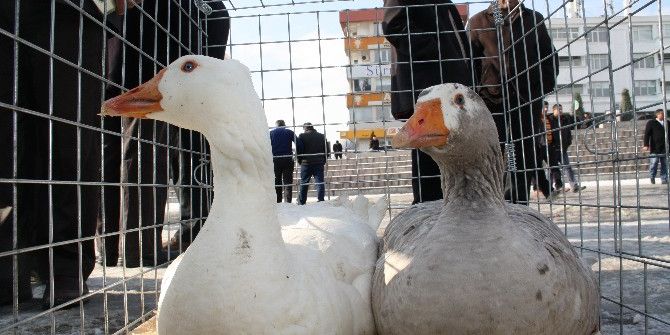 Yozgat’ta İlk Kez Kaz Günü Etkinliği Düzenlendi