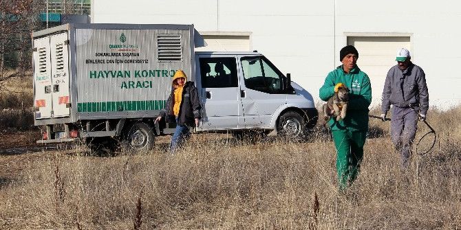 Odtü Ormanı’ndan Çankaya Barınağına Nakil