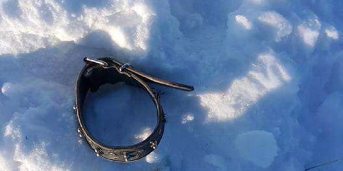 Kelkit’te Aç Kurtlar 3 Köpeği Parçaladı