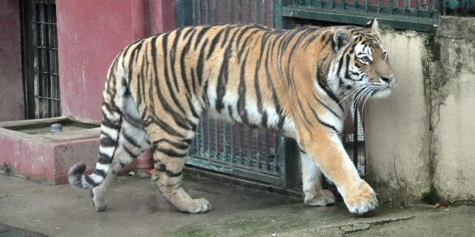 Havalar Soğudu, Sibirya Kaplanının Keyfi Yerine Geldi