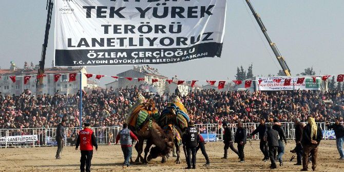 Şampiyon Develer Kozlarını Efeler Diyarı Aydın’da Paylaştı