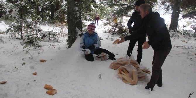 Bolu Doğa Sporları Ve Off Road Kulübü Üyeleri Yaban Hayvanlarını Yemledi