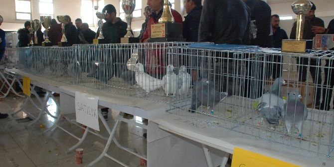 Güvercin Sevdalıları Manisa’da Buluştu